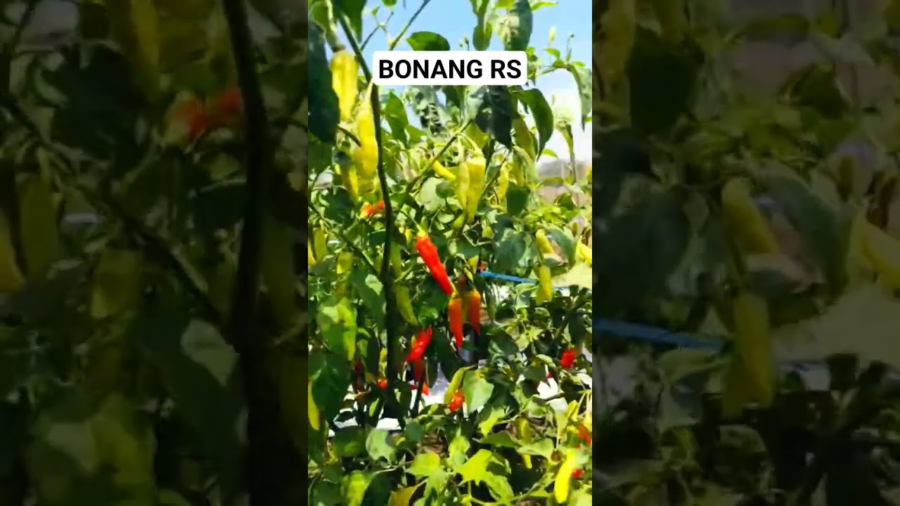 Cabe Rawit Super BONANG RS
