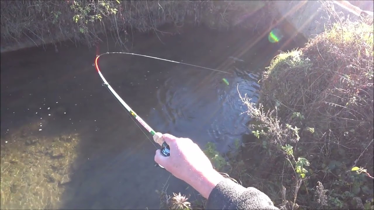 Un super pesce