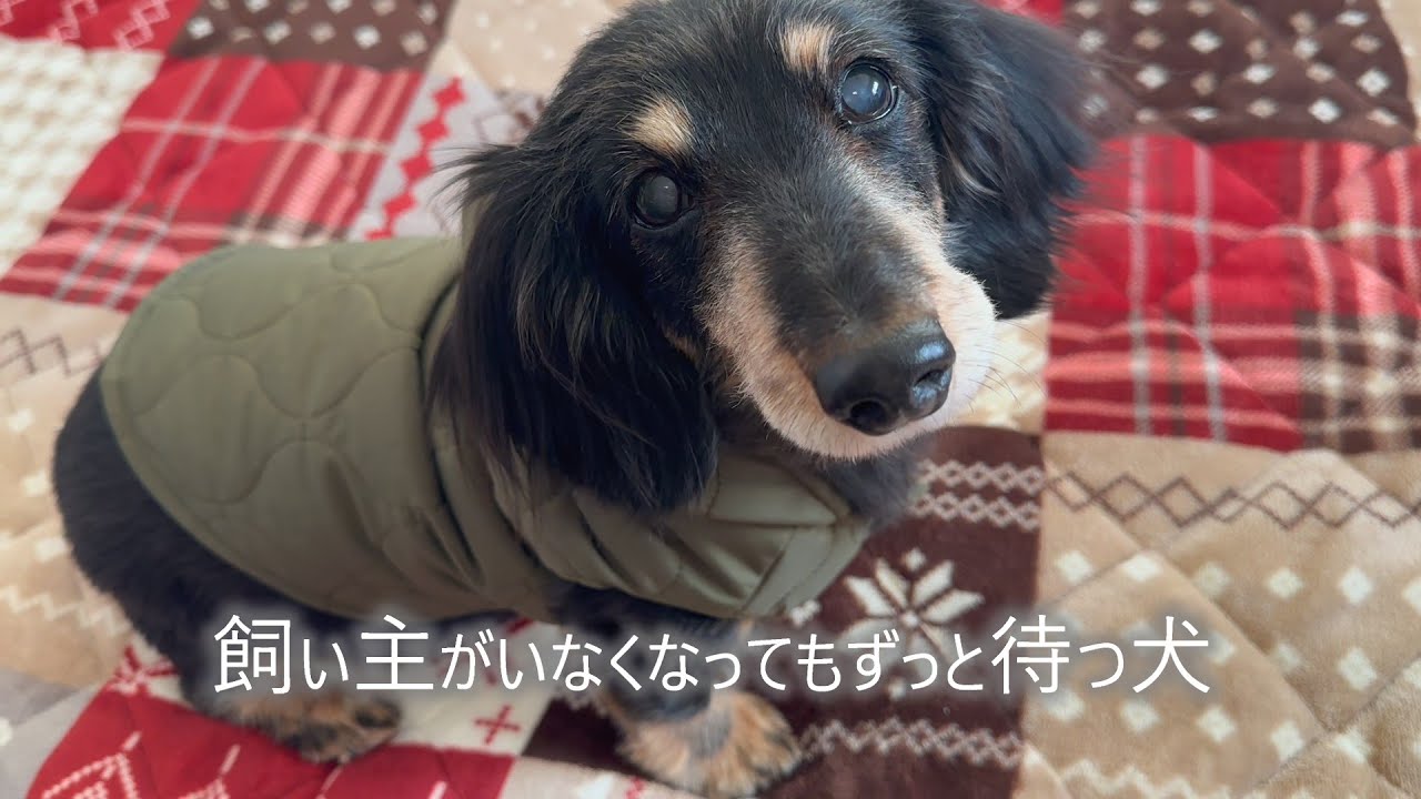 飼い主がいなくなってもずっと待つ犬【ミニチュアダックスフンド】