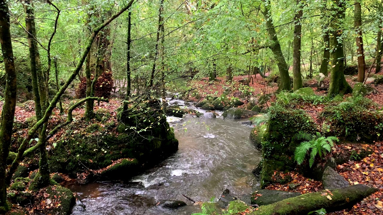 Kennall Vale Nature Reserve | Ponsanooth | Running Water (VII)