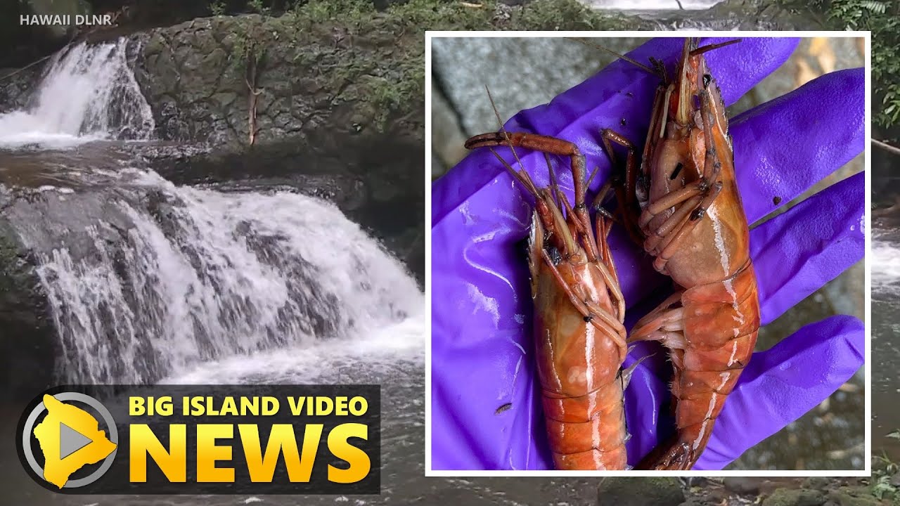 Hawaii Streams Poisoned For Prawns - Update (Dec. 16, 2020)