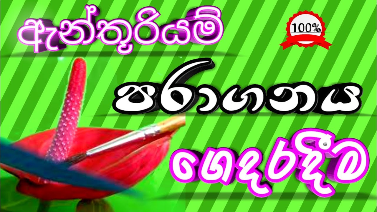 Anthurium, විනාඩි 5න් පරාගනය කරගමු how to pollinate correctly