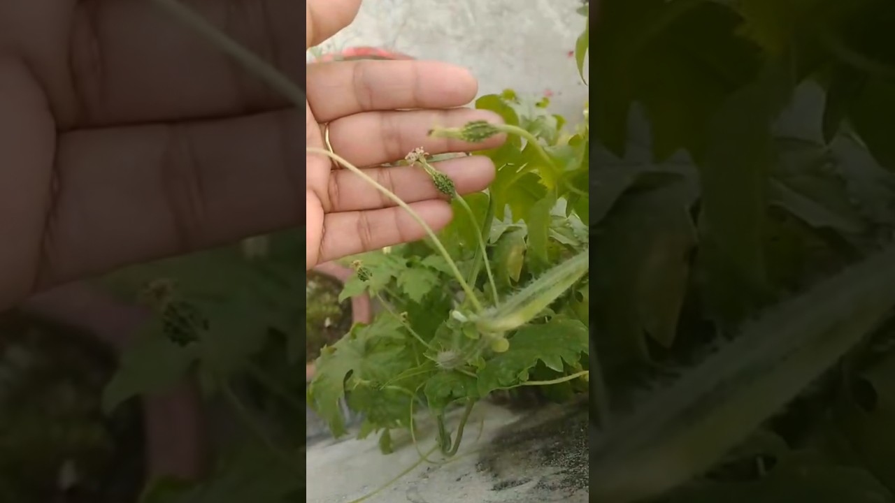 How to grow Bitter Gourd plant at home 