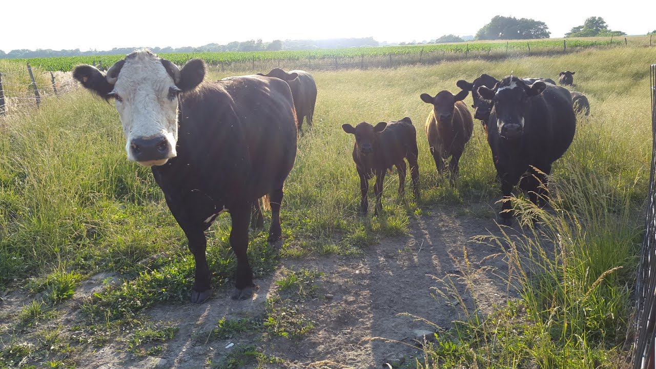 Farming Simulator 15 Feeding the cows and Matt's Choice