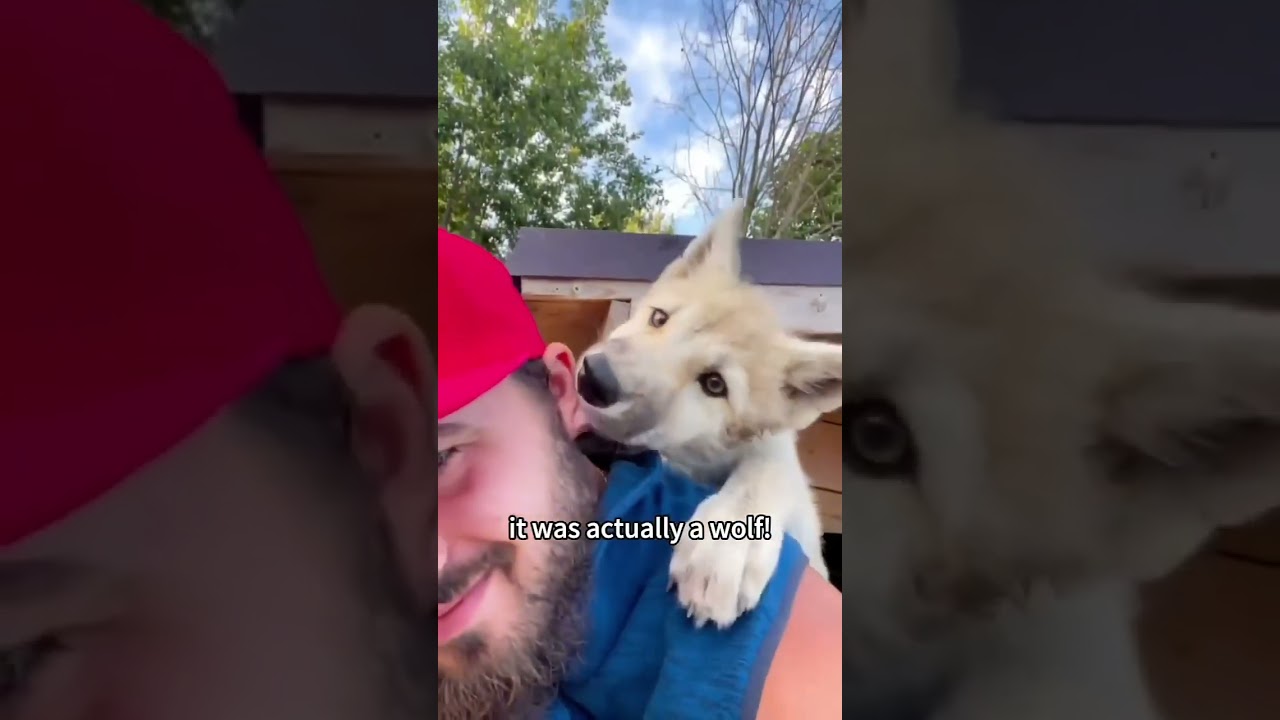 Man Rescues Abandoned Puppy, Discovers It's a Wild Wolf! Incredible Rescue Story