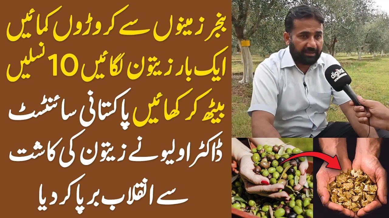 Olive Business in Pakistan | Zaitoon Lgai Croron Kamain.