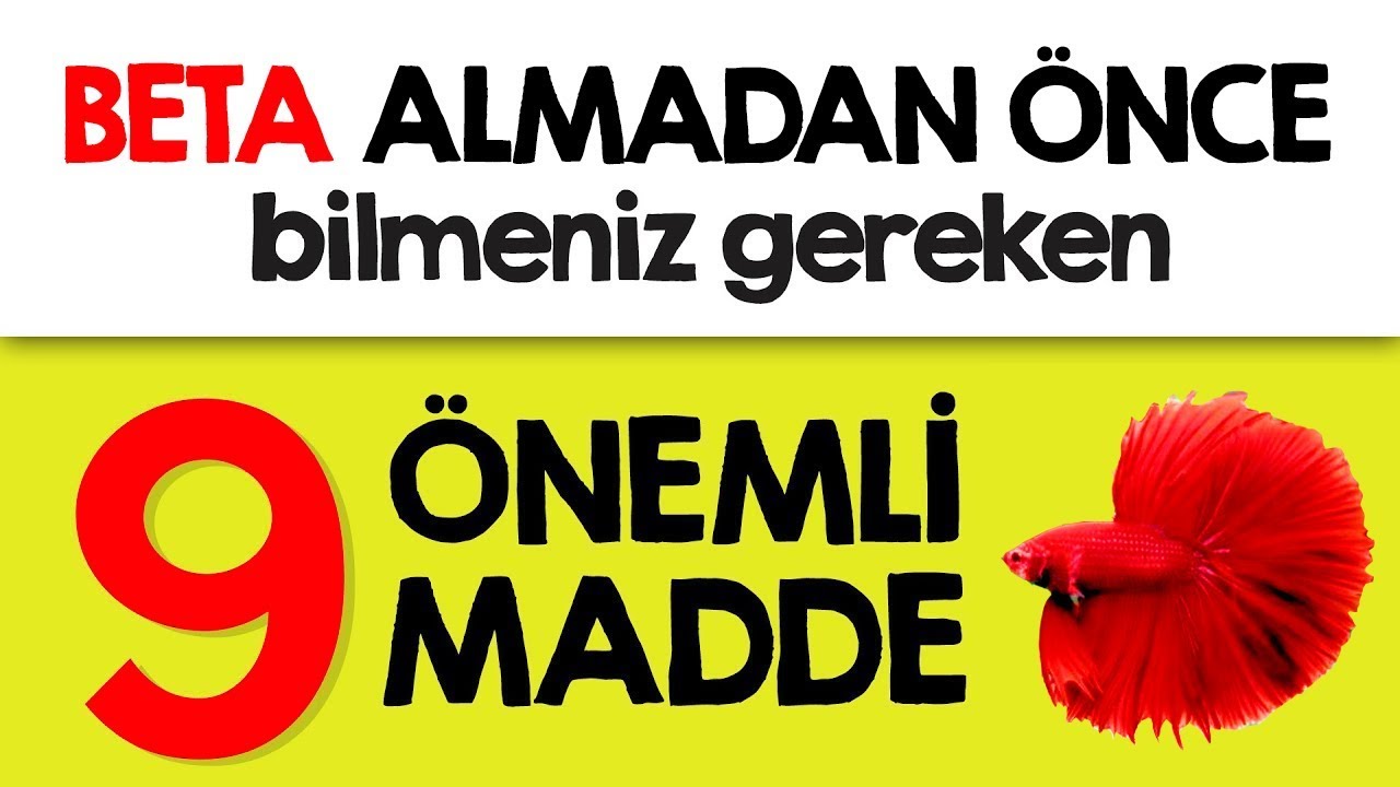 Beta Balığı Almadan Bilinmesi Şart 9 Madde