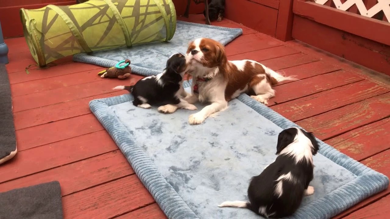 6 Week Old Cavalier Puppies at Play