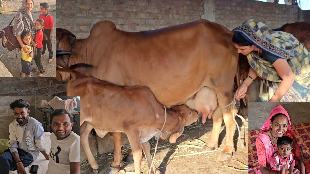 Cow milking  Aaj Kaun Mehman Aaya || આજ કોણ મહેમાન આવ્યા |શું સરપ્રાઈઝ| @villagelifedakshaahirvlogs