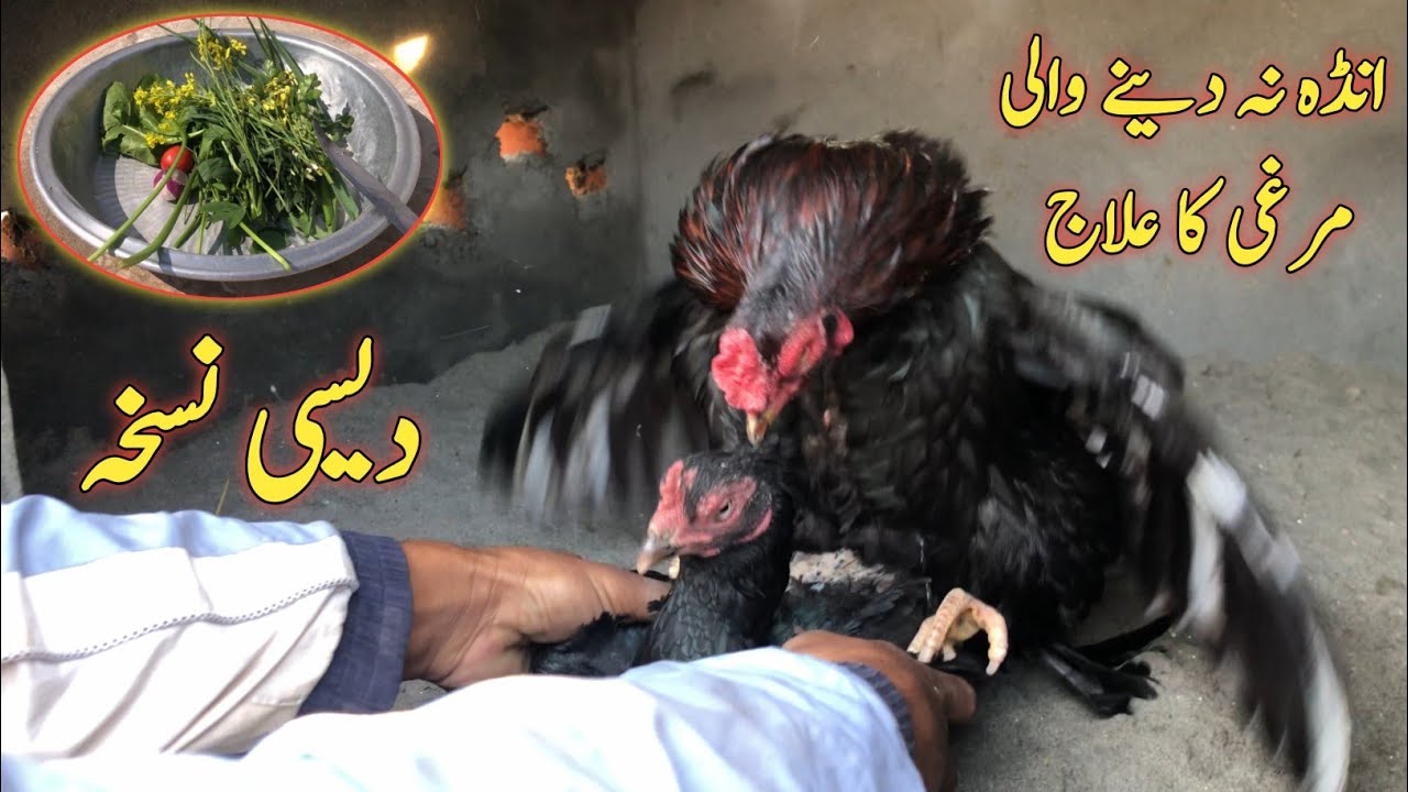 Andy Na Deny Wali Murgi ka ilaj 