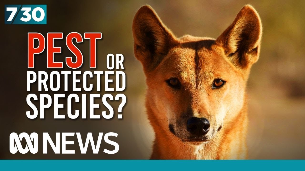 The fight to save the dingo is being supported by Indigenous farmers | 7.30