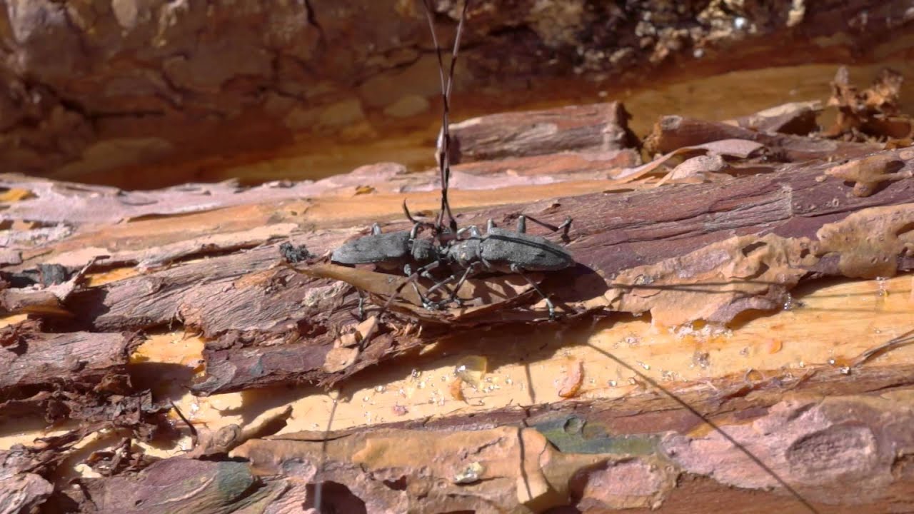 Fighting Timberman Beetles
