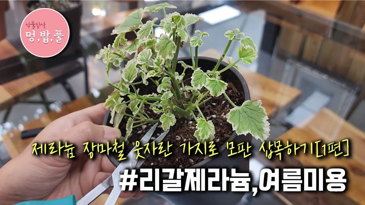 제라늄,리갈 웃자란 가지다듬기 #리갈여름가지치기