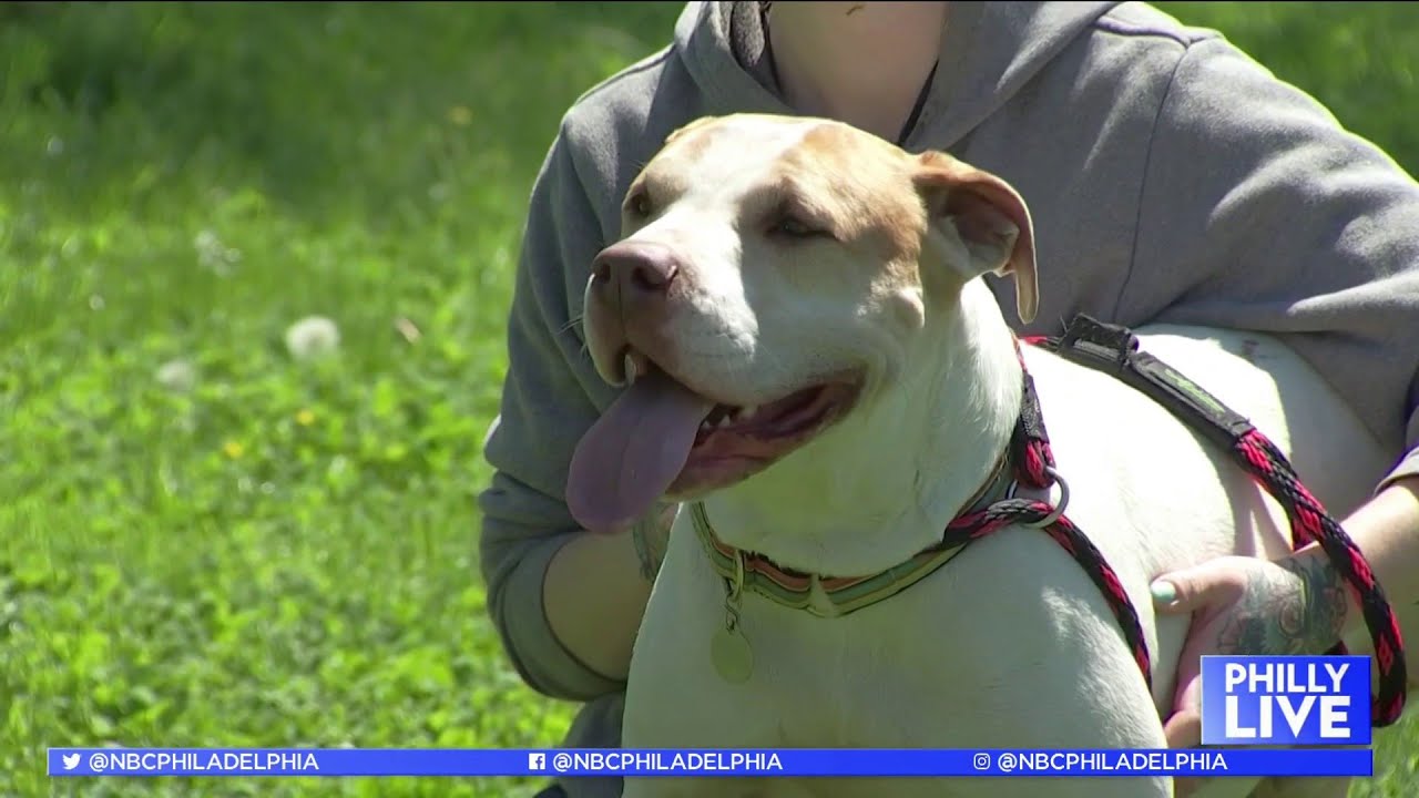 Meet Coco, a Dog That's Been Waiting a Long Time to Find a Loving Home