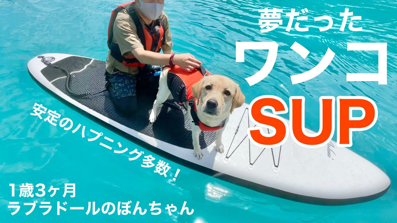 【犬SUP◆ラブラドール#65】夢だったワンコSUP！エメラルドグリーン秘境、白水湖！　ぼんちゃん　ラブラドールレトリバー　labrador retriever 大型犬  ハプニング