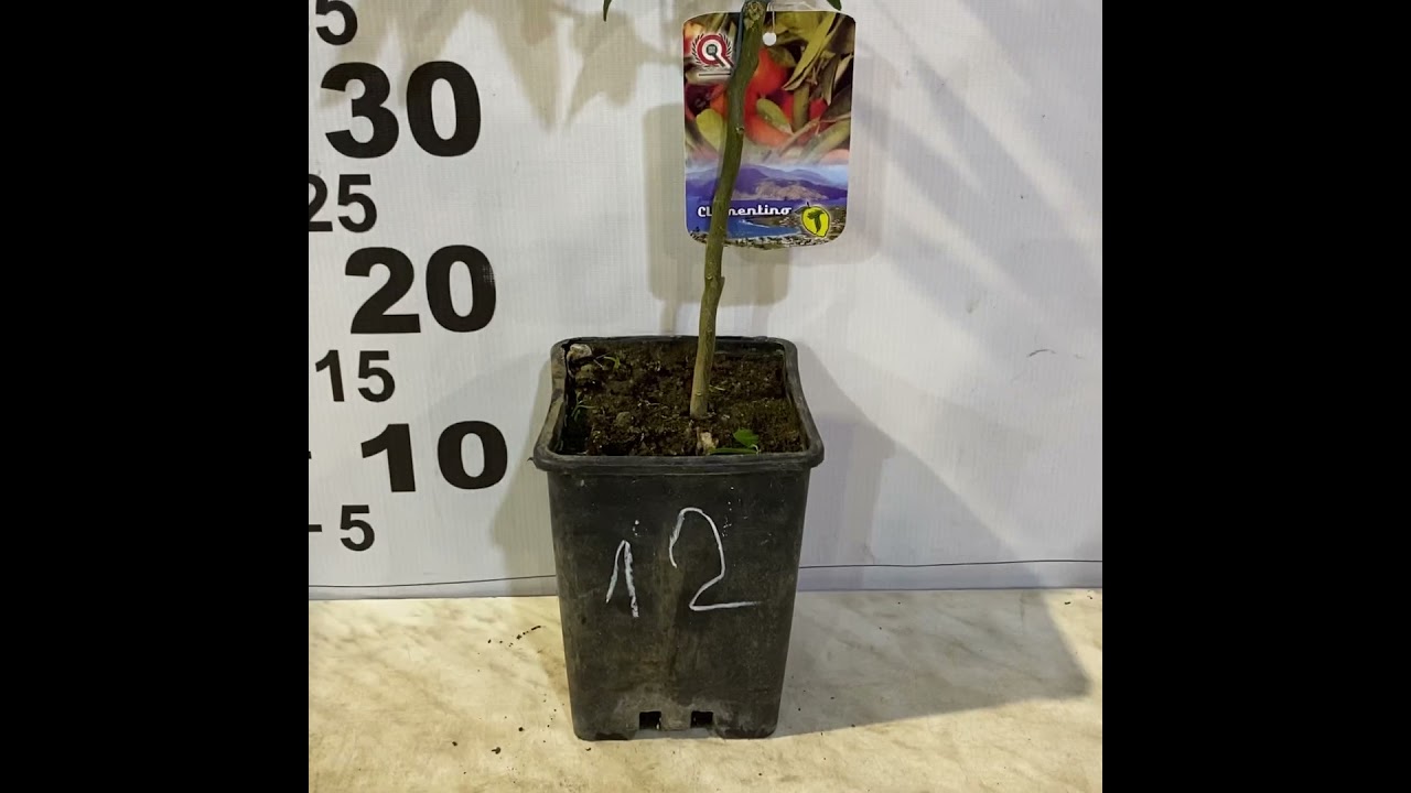 Citrus Clementine Amoa 8 / Клементин Амоа 8