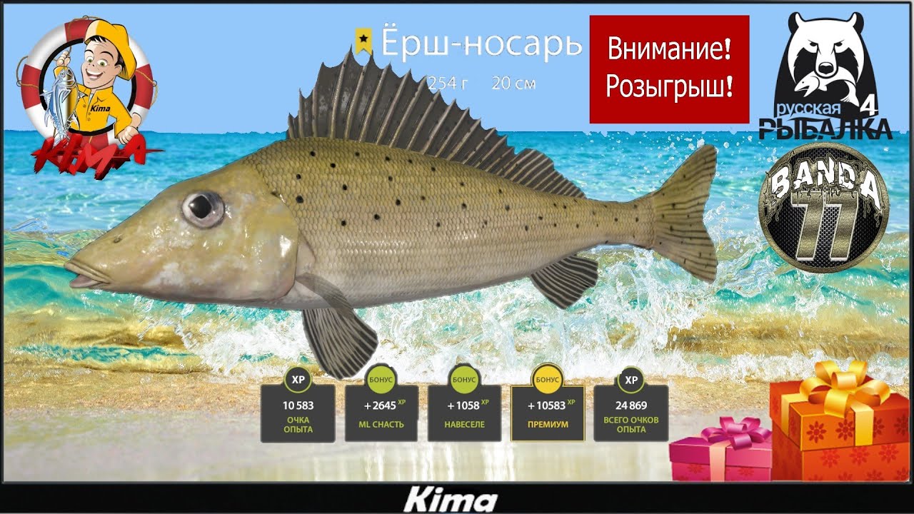 ЁРШ-НОСАРЬ ТРОФЕЙ ( Внимание розыгрыш по комментарию!!! ) ▶️ Kima STREAM - BANDA 77🌍18+