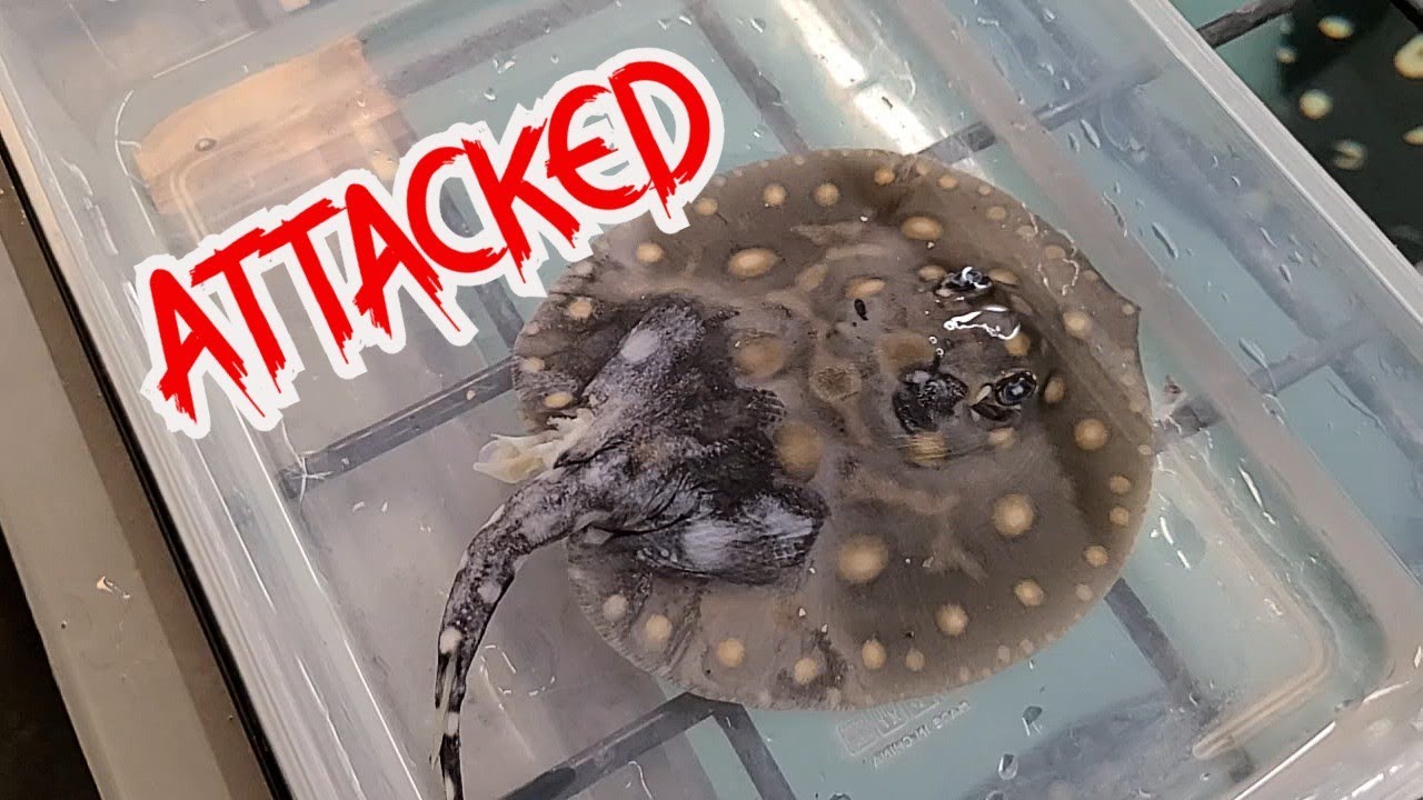 Stingray pup ATTACKED or STILLBORN ?