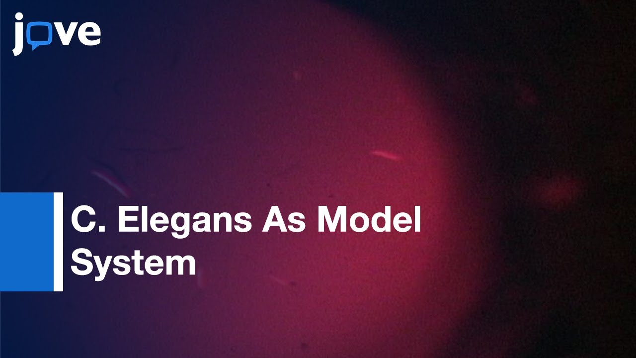 C. Elegans As Model System to Study Protein Homeostasis In Multicellular Organism l Protocol Preview