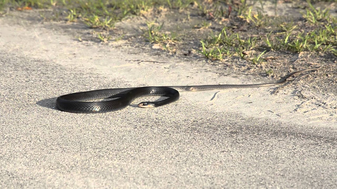Black Racer snake having a seizure