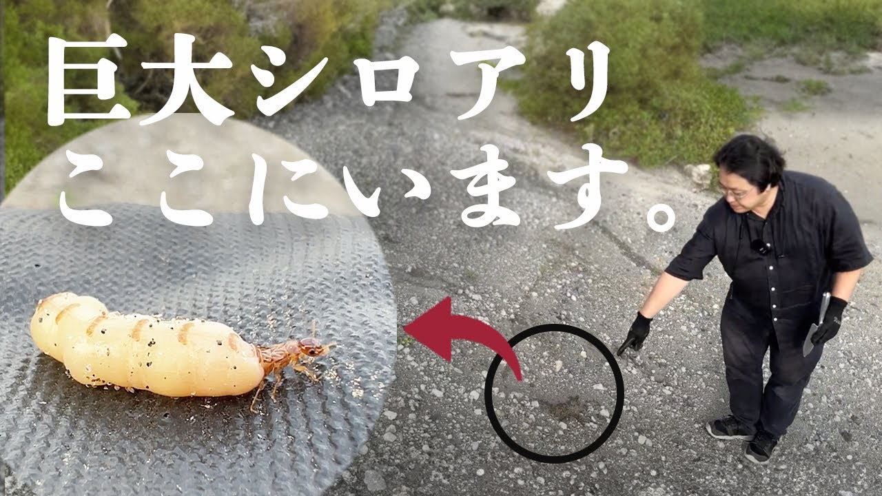 シロアリの巣を探してみたら、巨大女王アリが…。