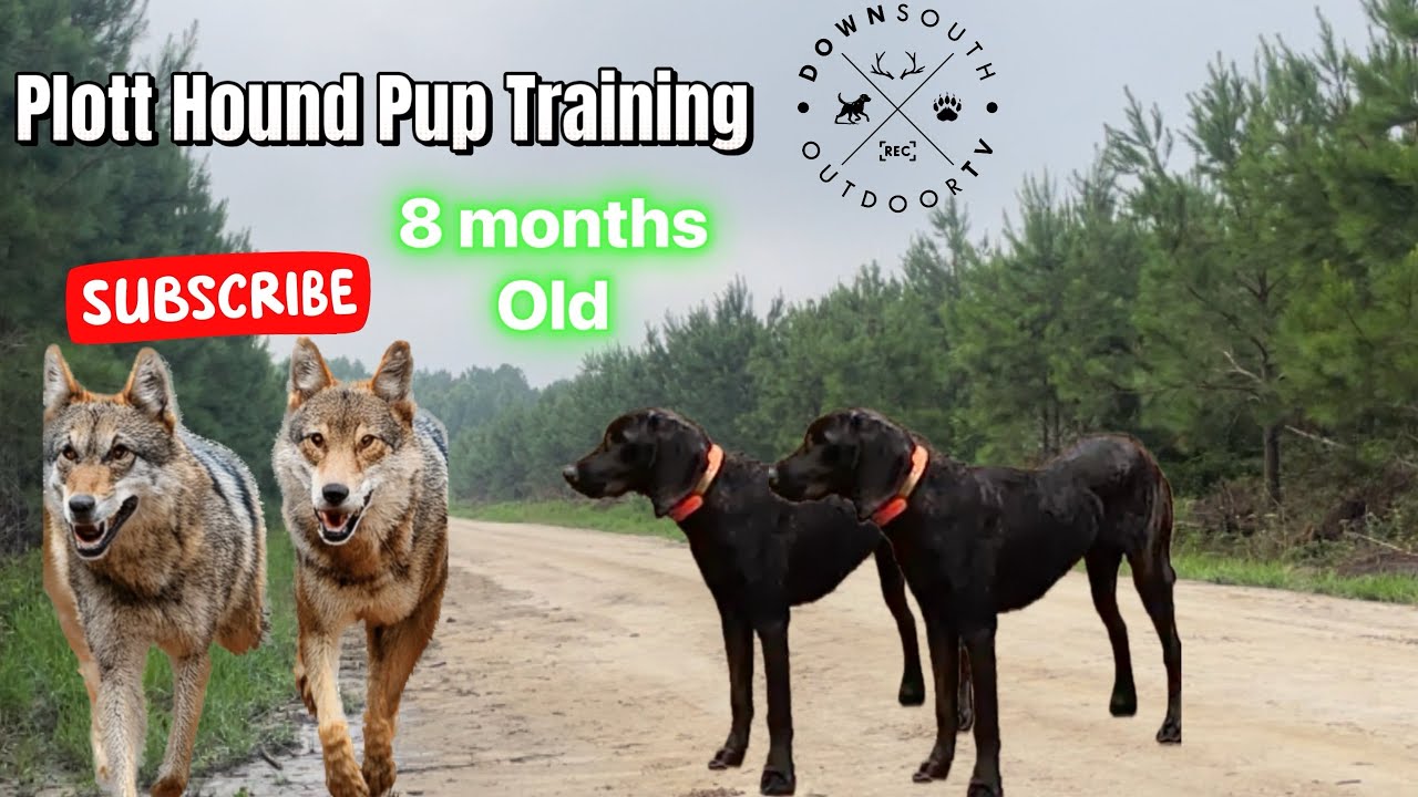 Bear Plott Hounds Training | 8 Months old | Eastern NC |