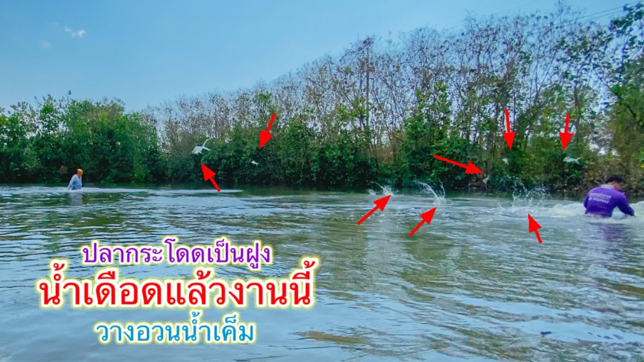 น้ำเดือดแล้ว กระโดดเป็นฝูง วางอวนน้ำเค็ม