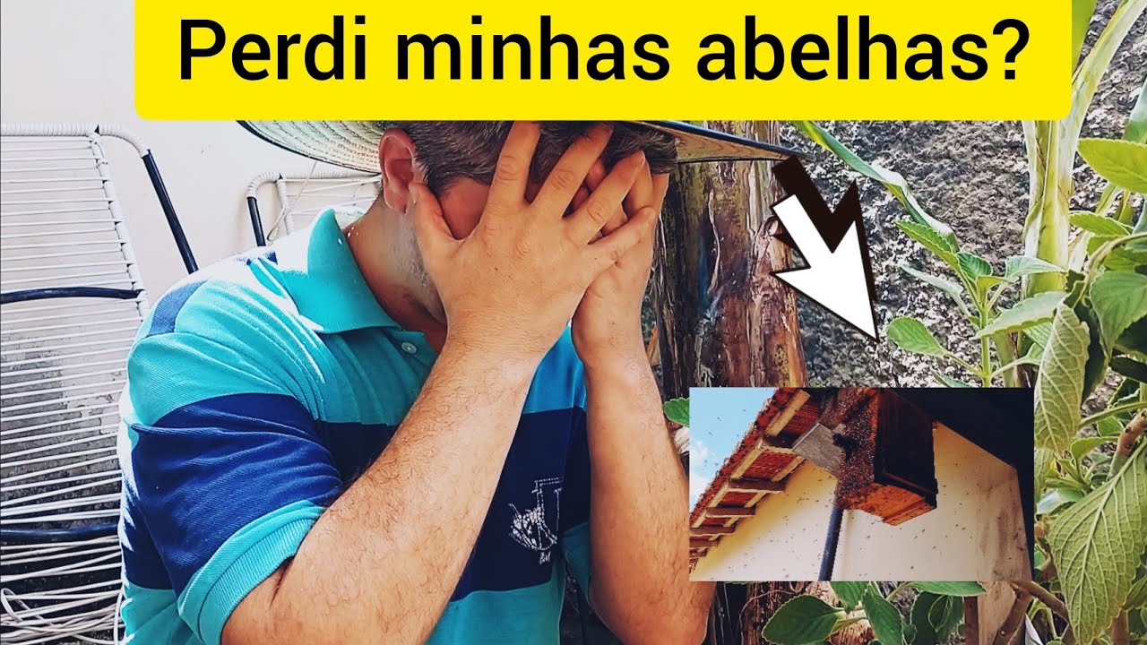ENXAME GIGANTE ATACA MINHAS ABELHA JATAÍ...