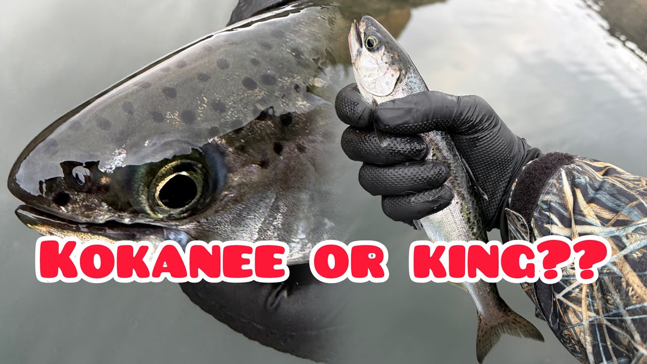 Chinook Salmon in Lake Billy Chinook???? 4 species day on the lake
