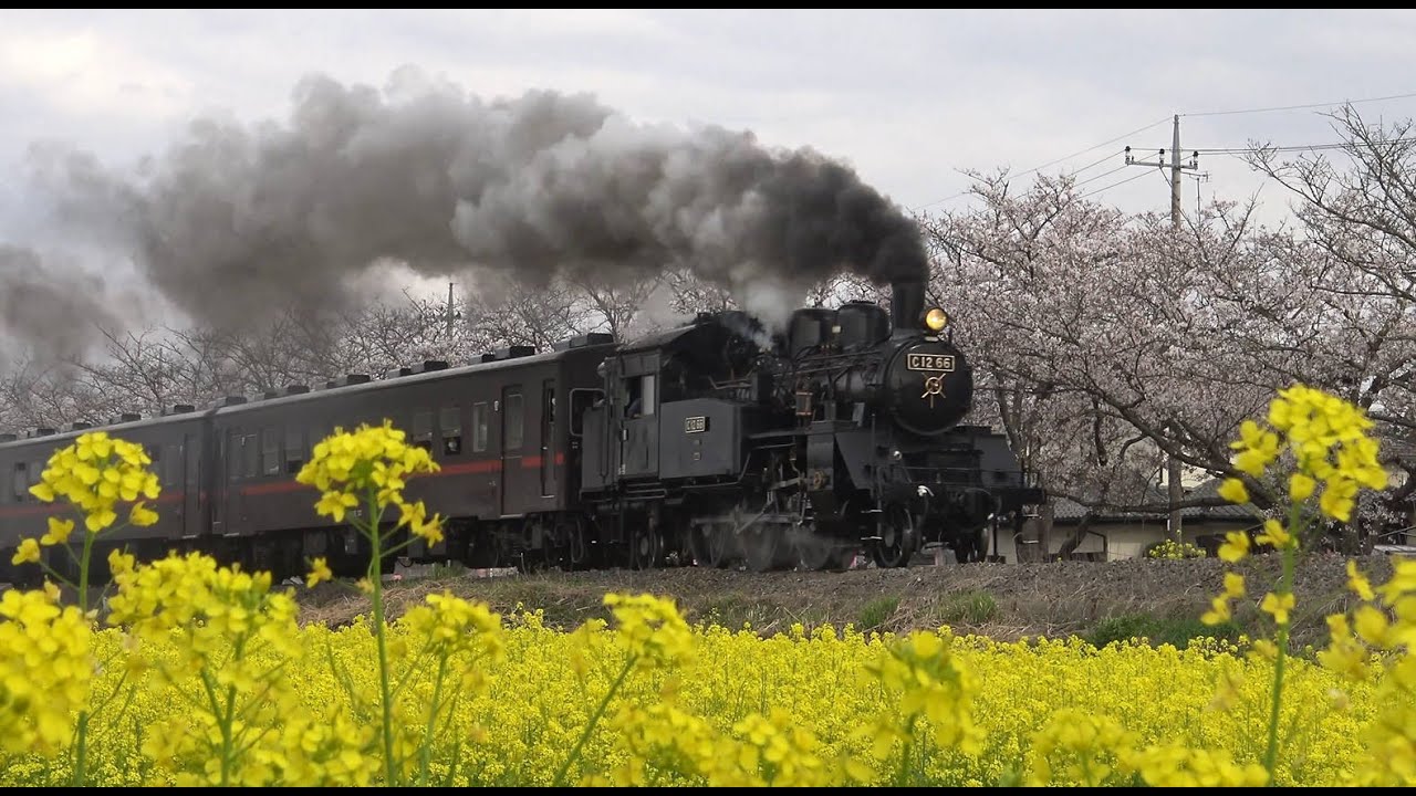 【C12 66】 2021年 真岡鉄道の有名撮影地 ～北真岡の桜と菜の花とSLの共演2021～