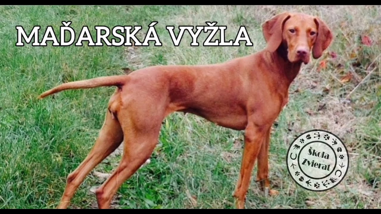 Škola Zvierat - Maďarská Vyžla