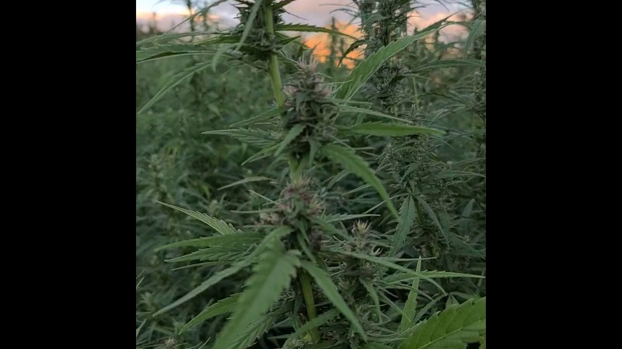 Kompolti grown using cannabis cultivation skills to push the boundaries of how Hemp is grown in NZ