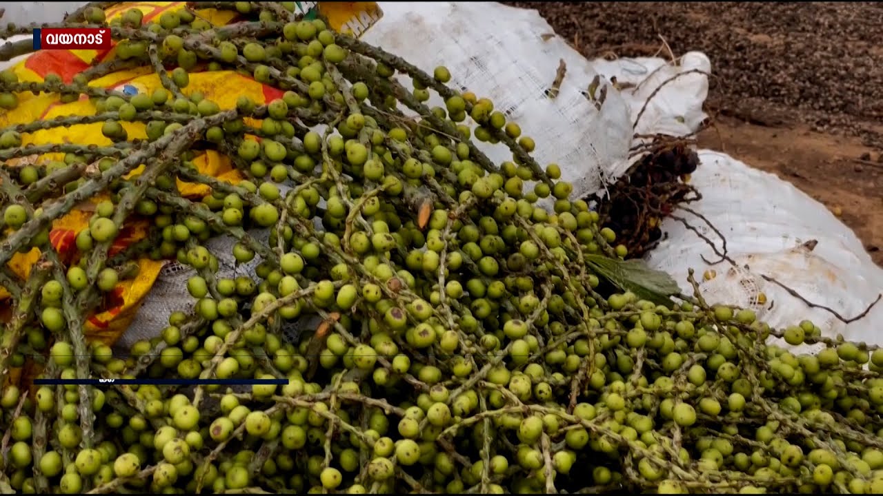 വയനാട്ടിൽ താരമായി ആർക്കും വേണ്ടാതിരുന്ന 'പനങ്കുരു' | JANAM TV