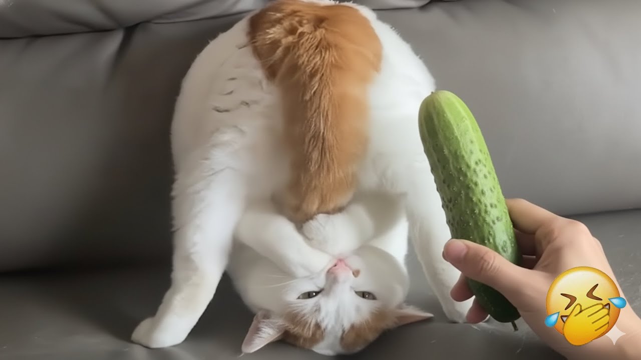 You Laugh You Lose 😂 Funniest Cats and Dogs 2026🐾😹 Part 3