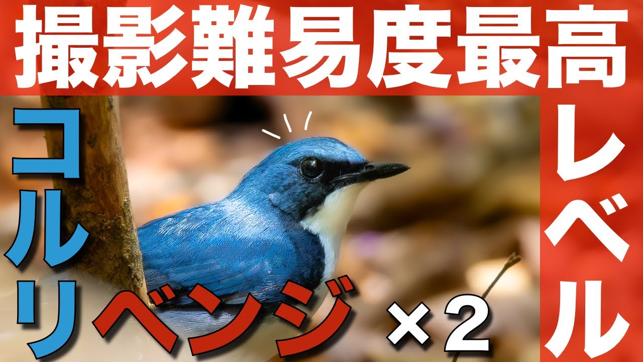 【野鳥撮影】八方ヶ原でコルリを絶対撮りたい！の回。