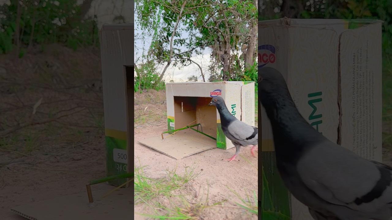 Creative Easy Quick Bird Trap Using Box #youtubeshorts