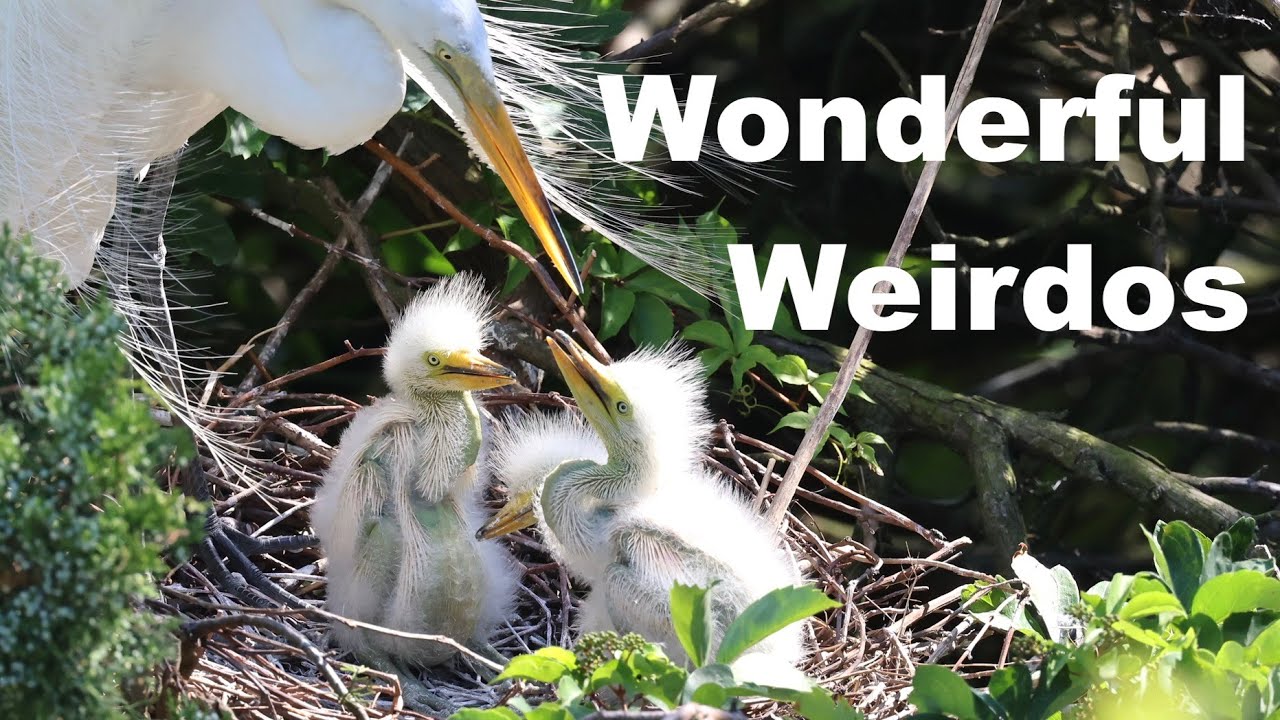 Watch Great Egret Chicks Grow Up!