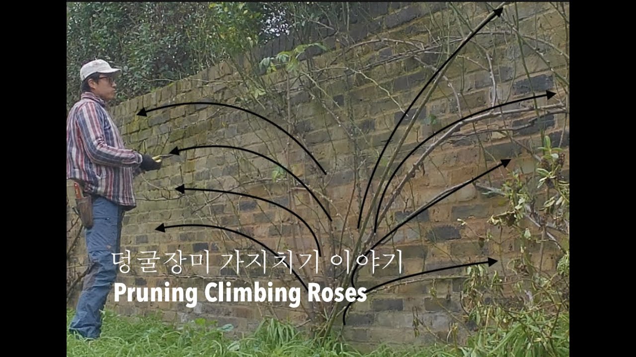 지루할 수 있는 덩굴장미 가지치기 이야기 / 영국정원사 / Potentially-boring pruning climbing roses