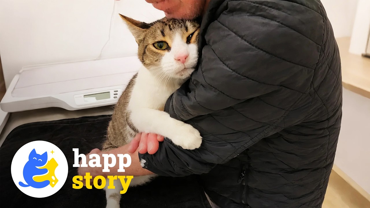 Disabled Cat Found His Human And Never Wants To Let Him Go | HAPP