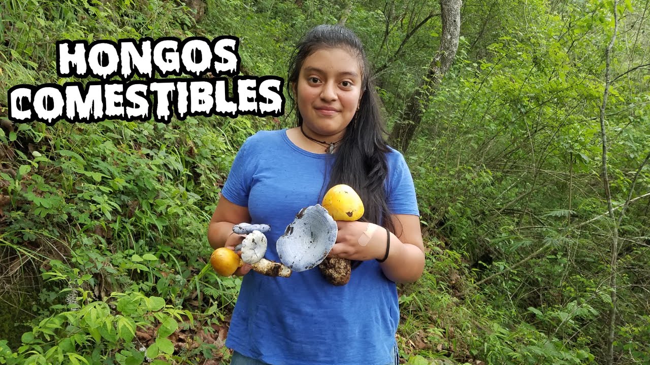 🍄 Buscando HONGOS sabrosos en la Montaña de GUATEMALA 🇬🇹