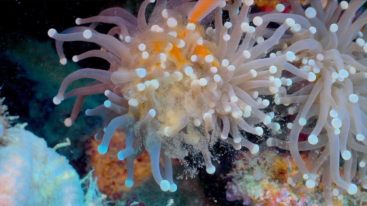 Our Favorite Coral Feeding Method, the Reef Builders Way