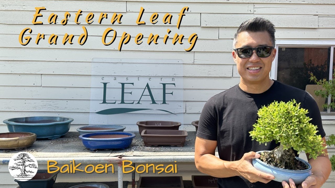 Eastern Leaf Grand Opening | Jason Chan | Bonsai Destination - Baikoen Bonsai Club
