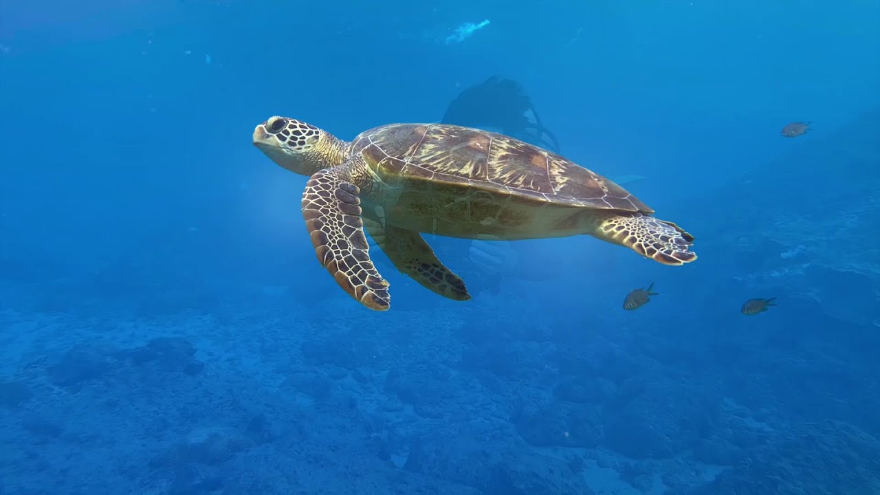 Diving Southern Taiwan with the SeaLife SportDiver