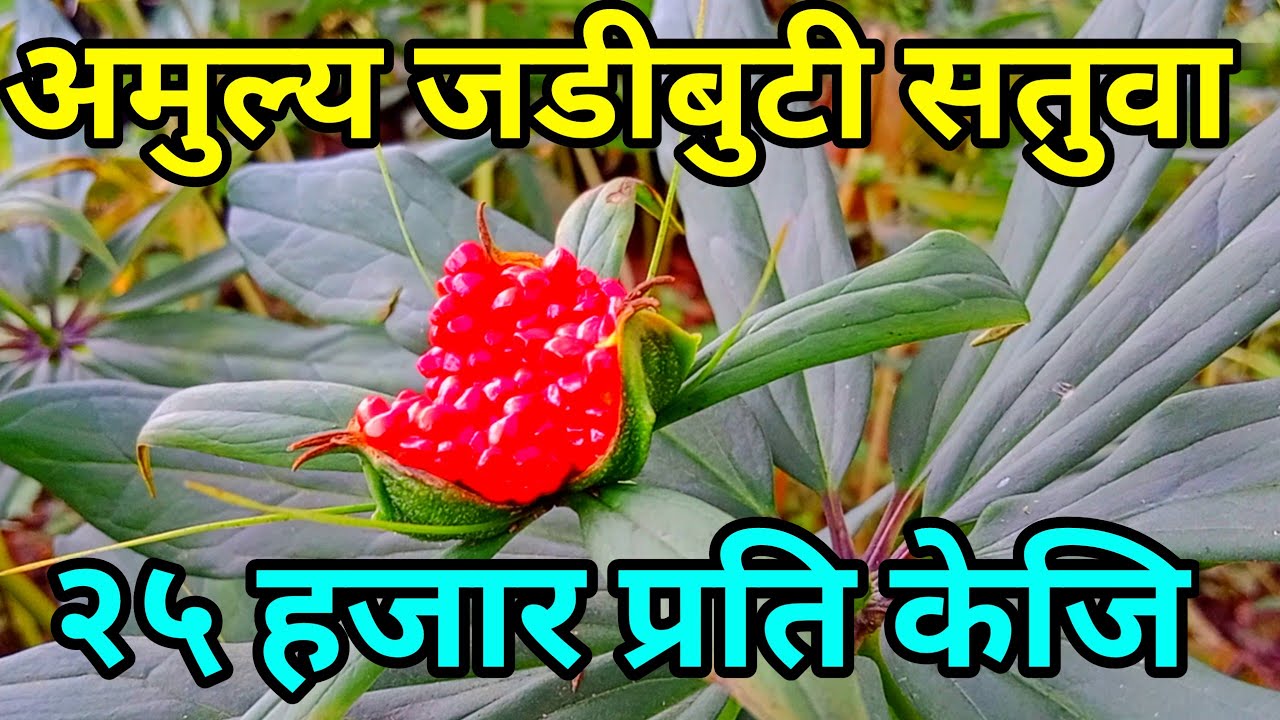 औषधि को औषधि सतुवा || Satuwa A Mountain Herb || Paris Polyphylla || Satuwa Farming Nepal Karki Binod