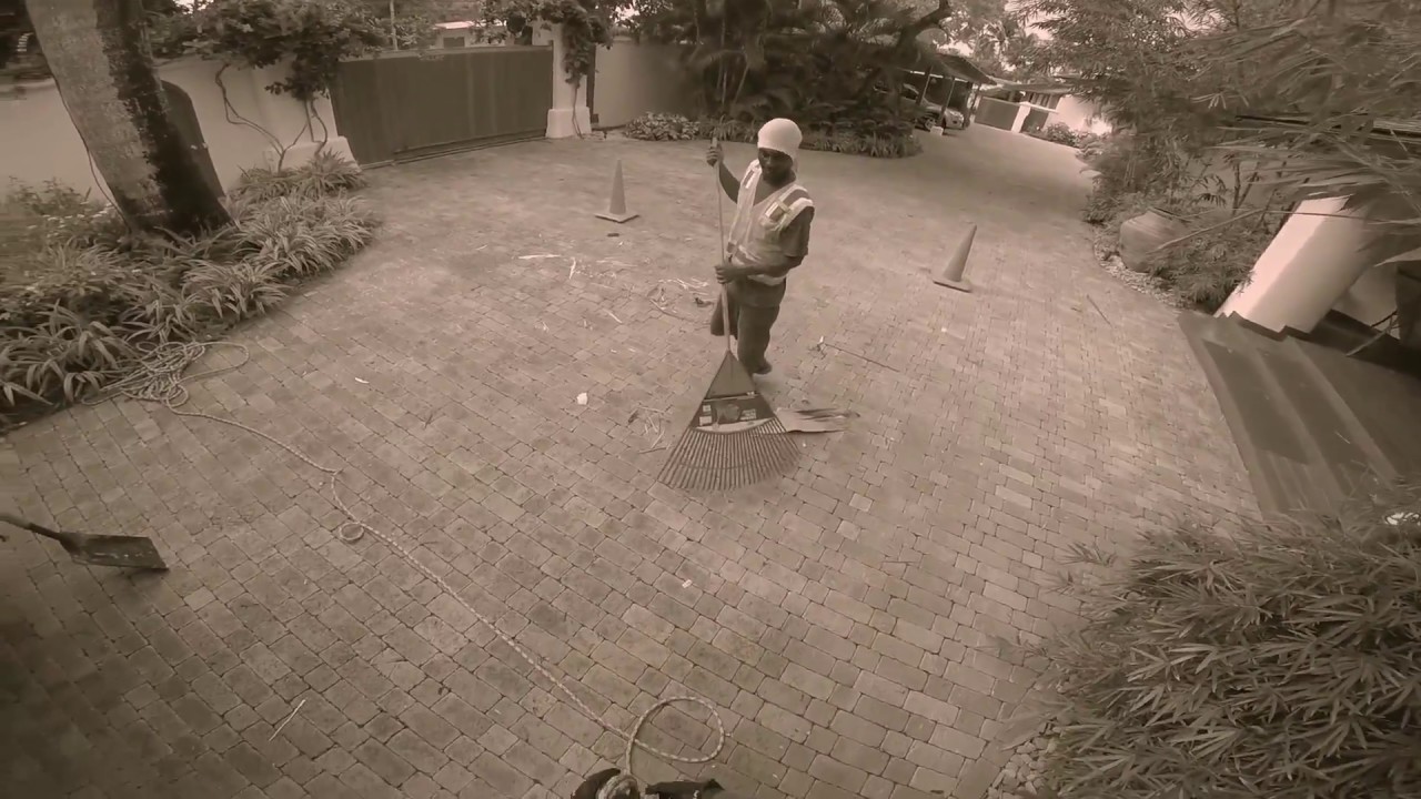 Arborist using Spikeless SRT Technique to Remove pods from Royal Palm Tree with the Rope Runner