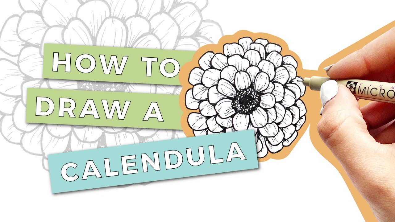 HOW TO DRAW A CALENDULA FLOWER: Step-By-Step Tutorial