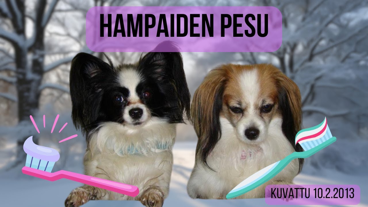 🐶 Hampaiden pesu 🐶