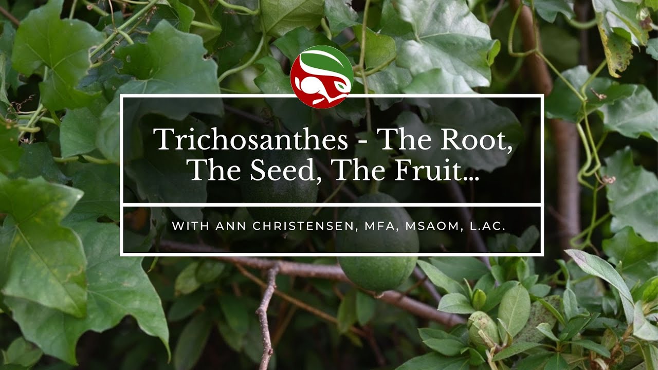 Trichosanthes - The Root, The Seed, The Fruit&hellip;
