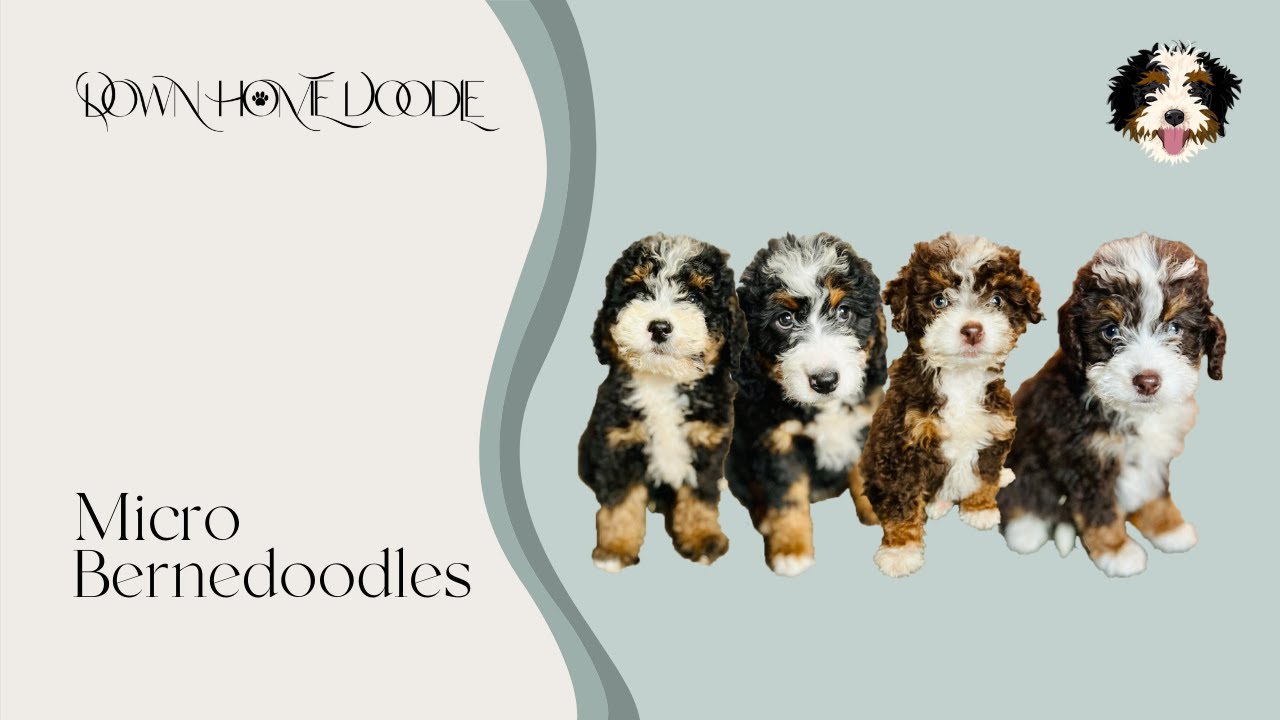 Micro Bernedoodles