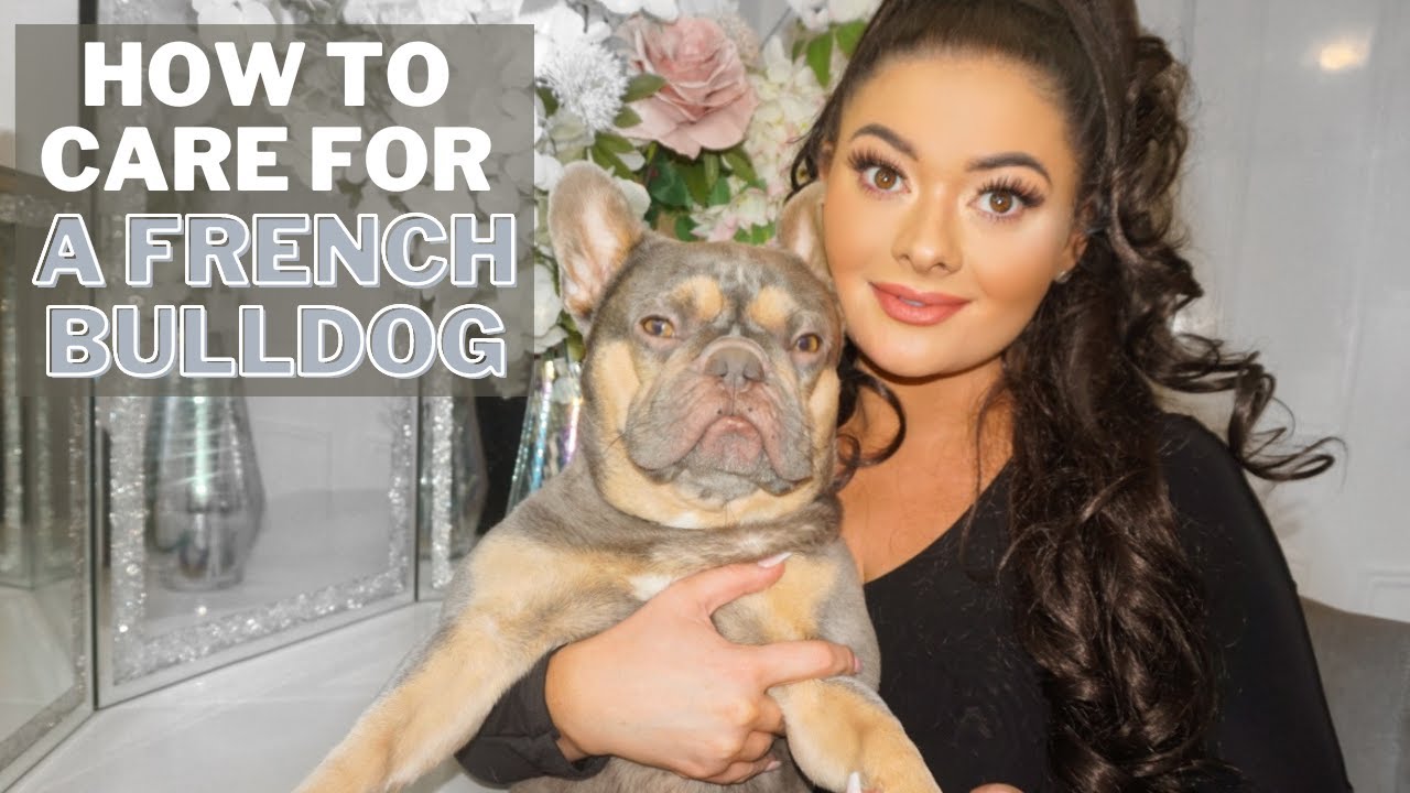 HOW TO CARE FOR A FRENCH BULLDOG | advice & tips: health issues, expense, food / diet, exercise ✨